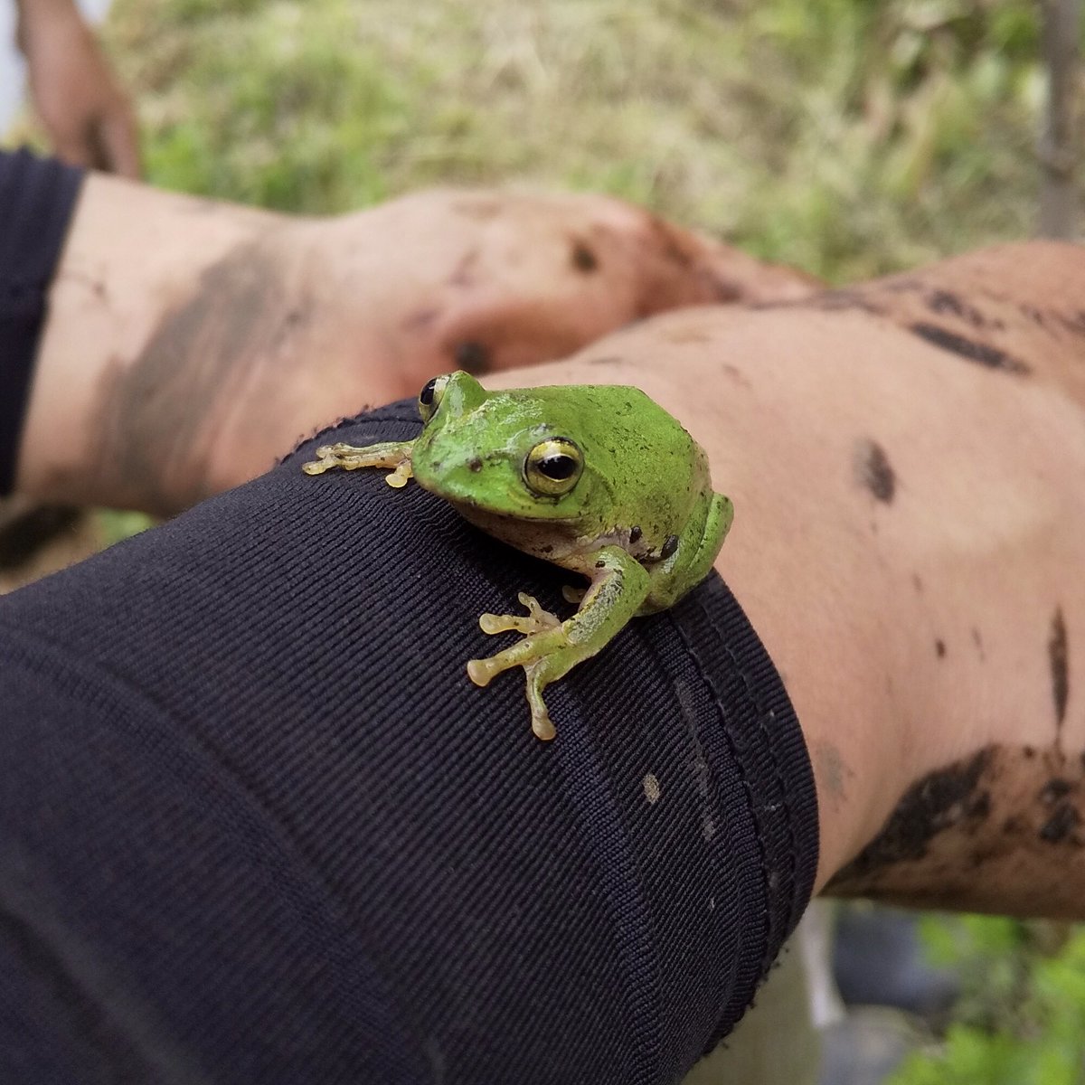5月29日（土）

代掻きをしました。
代掻きは土を細かく砕いて、丁寧にかき混ぜて、土の表面を平らにする作業です。田植え前の重要な作業です。
カエルくんたちは見守りに？🐸