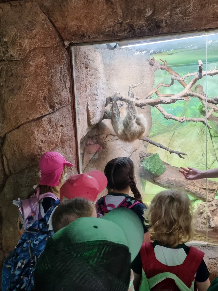 ¡Qué suerte hemos tenido! Hemos podido ver al perezoso 🤩
<a href="/HBSTORREJON/">Humanitas Torrejón</a> <a href="/HbstJuana/">JuanaPThbst</a> <a href="/Patricia_HBST/">Teacher_Patricia</a>