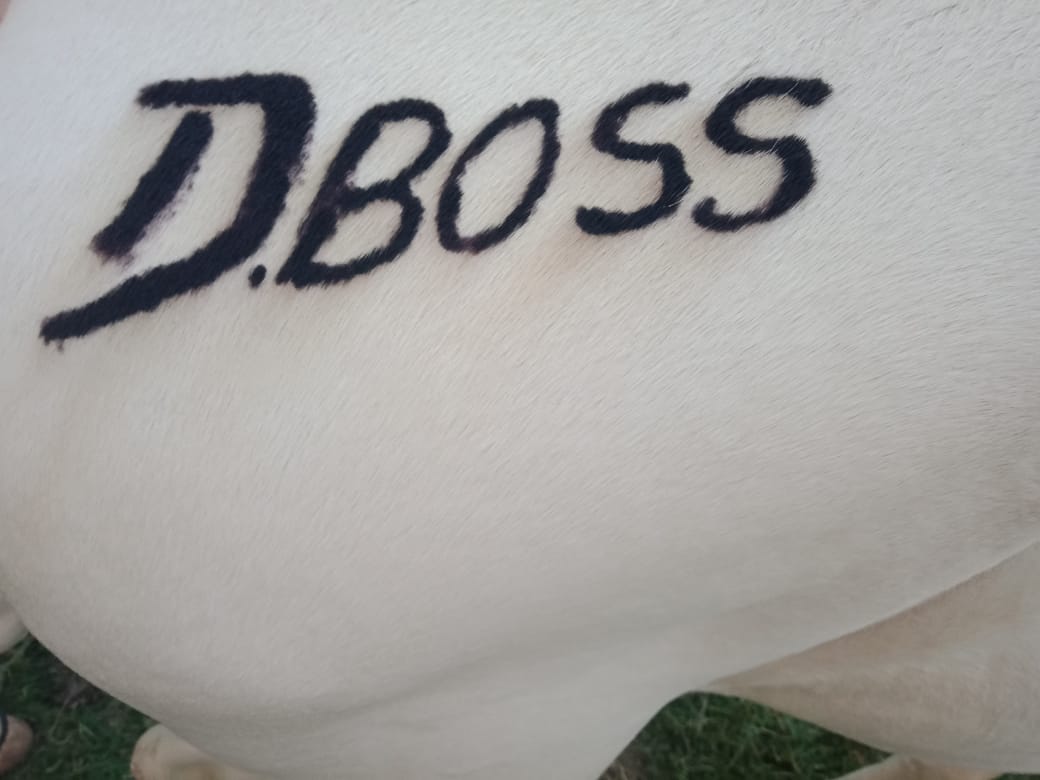 DFDHGIRLSFANS's tweet photo. D Boss Craze ❤️❤️❤️
ಅಭಿಮಾನಿಯೊಬ್ಬರ ಕುದುರೆ ಮೇಲೆ ಡಿ ಬಾಸ್ ಹೆಸರು @dasadarshan😘😘

Follow us @DFDHGIRLSFANS
#DBoss #Roberrt #BossOfSandalwood #DarshanThoogudeepa https://t.co/4LOtD8YcZO