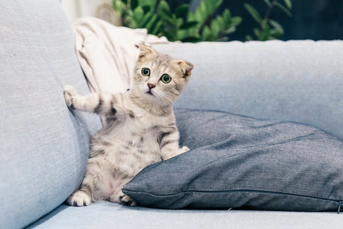 CryptoTycoon_GP's tweet photo. "Can't understand why those developers struggle in game not play with me.......🤣🤣🐱🐱
" #closeBeta #launchgame #CryptoTycoon #BSC #ToTheMoon 🔥🔥 https://t.co/0hFTL6cB4w