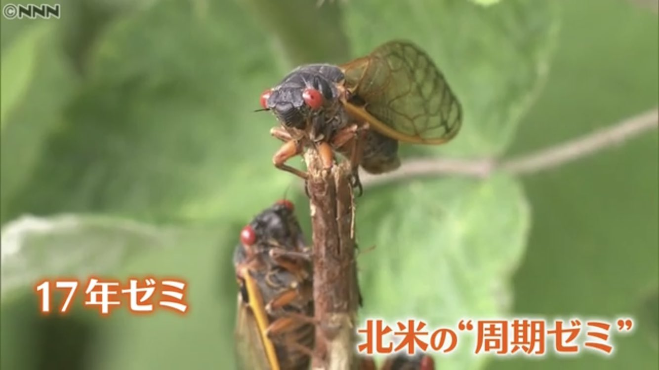 7くみ アメリカで17年ゼミが 大発生しているらしく 見てみたいな と思ってたら セミチョコになってたw 生きてるのが見てみたいんだよなぁ𓆦 周期ゼミ 蝉 T Co Xfeiddlm6v Twitter