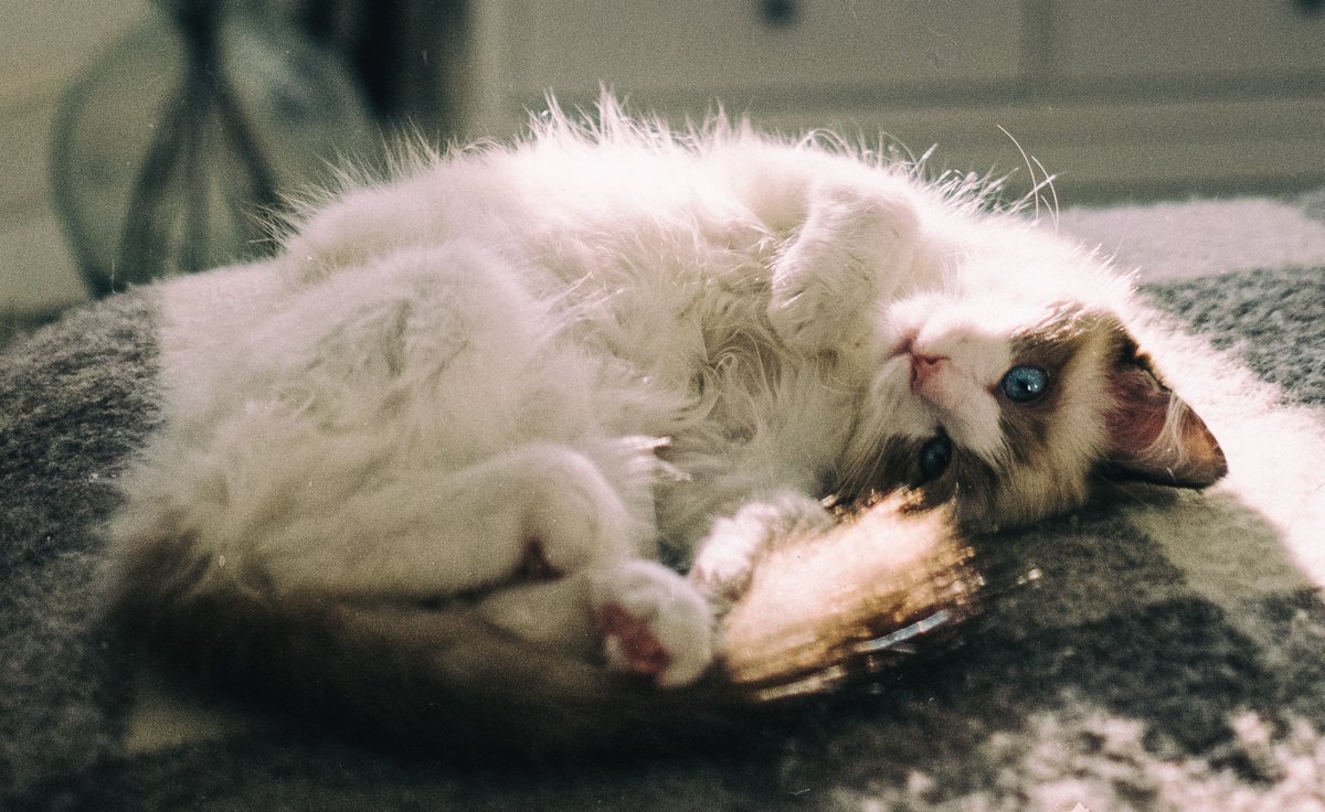 CryptoTycoon_GP's tweet photo. "Can't understand why those developers struggle in game not play with me.......🤣🤣🐱🐱
" #closeBeta #launchgame #CryptoTycoon #BSC #ToTheMoon 🔥🔥 https://t.co/0hFTL6cB4w