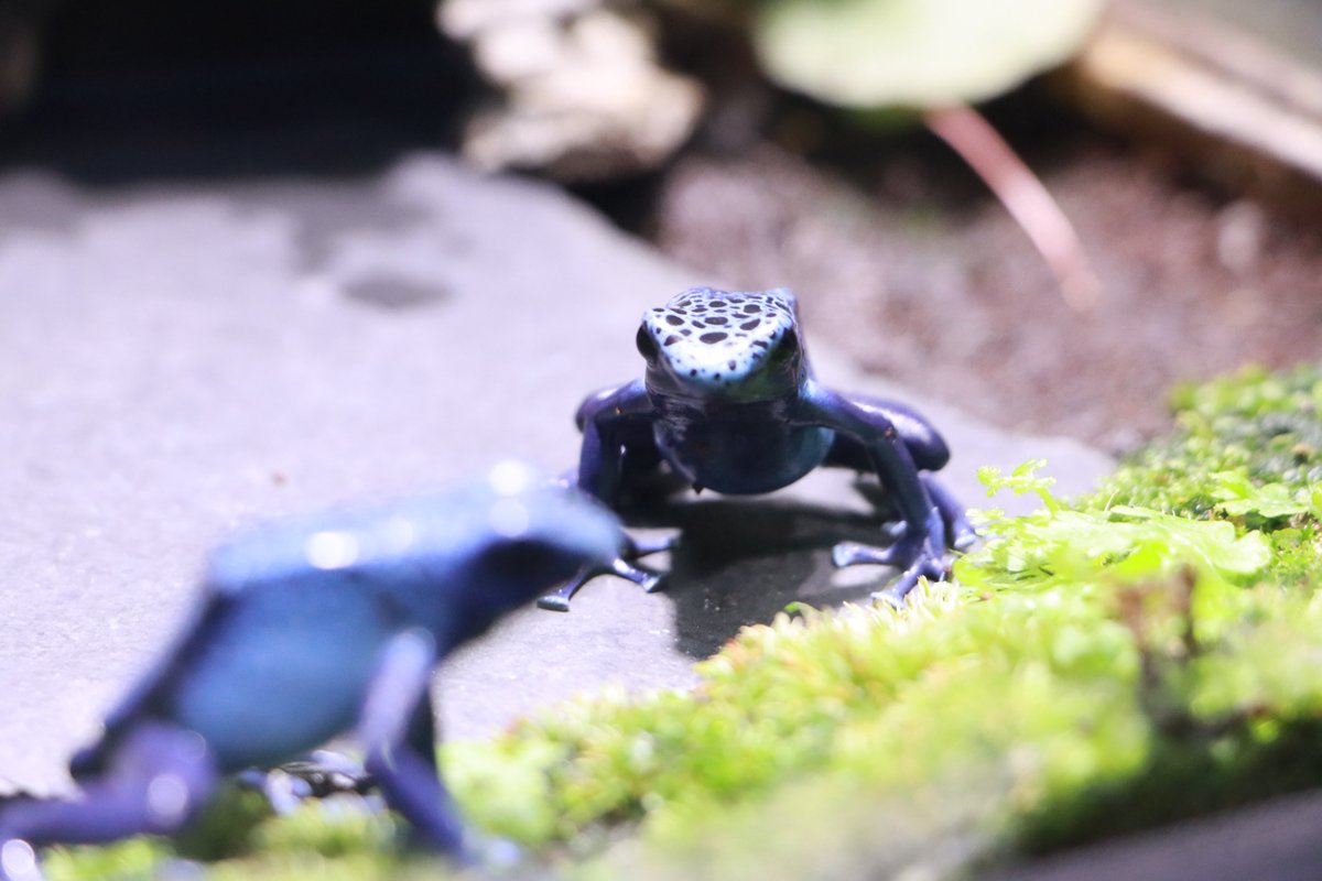 🐸ケロレンジャー2021🐸 6/4(金)～7/4(日)の期間中にカエルの生態や