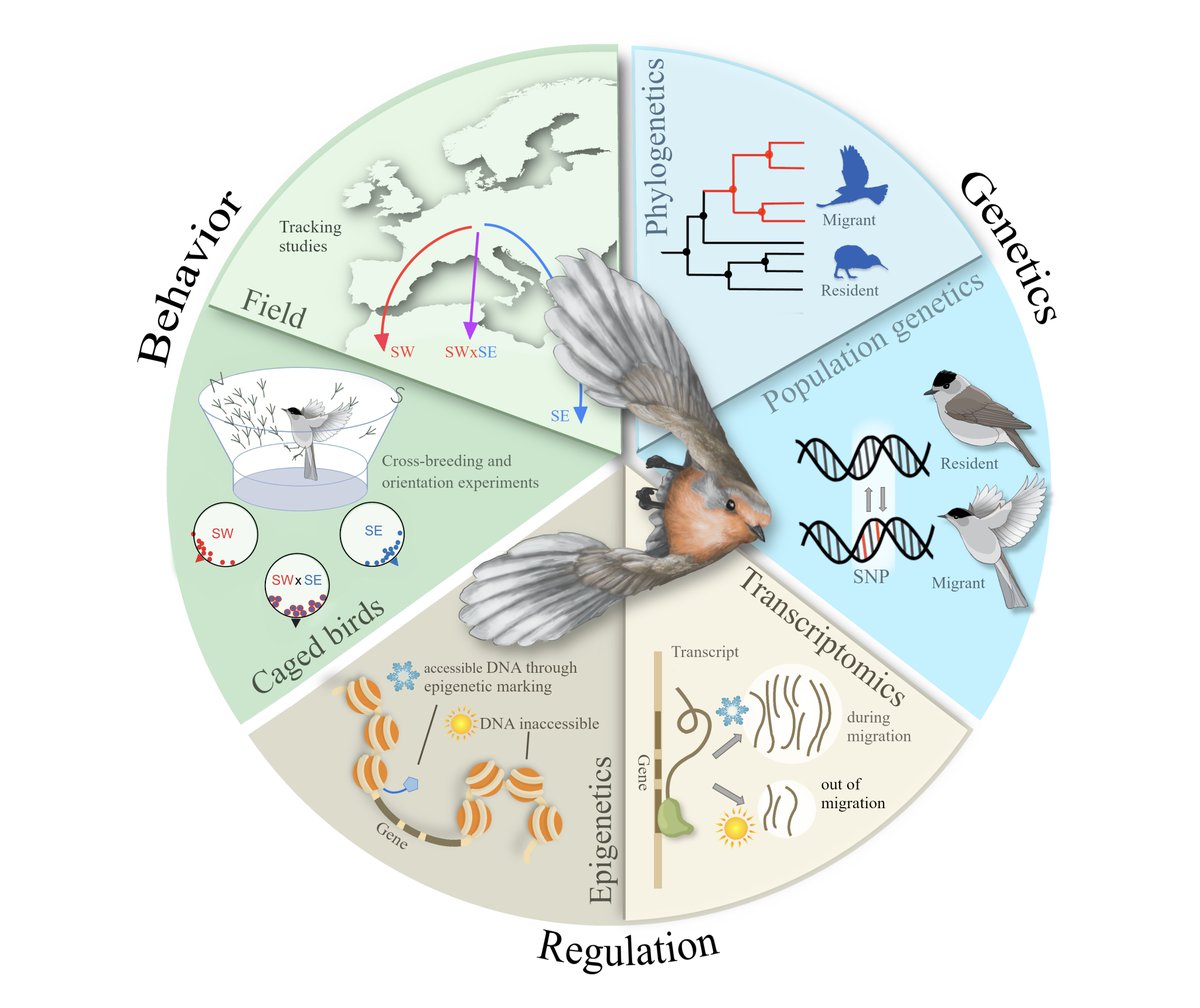 come and work with us! we are offering PhD, postdoc and permanent positions to complement and bridge current research foci on bird #migration and life-history biology with new ideas and trajectories either in focus or through methodological approaches bit.ly/3i5OrXP