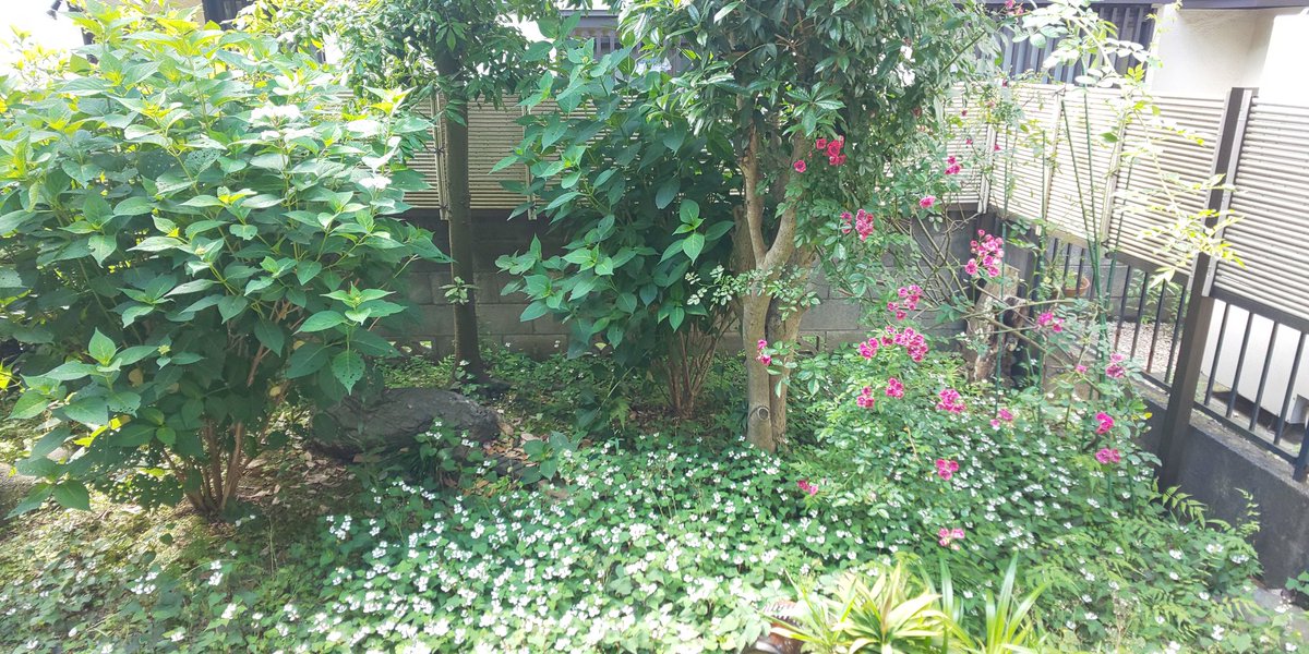 マサハル Masaharu お庭に薔薇 と紫陽花とドクダミが咲いてたよ W ドクダミは摘んでお茶にしようかな でも蚊に刺されるのやだぬー ﾟ ﾟ