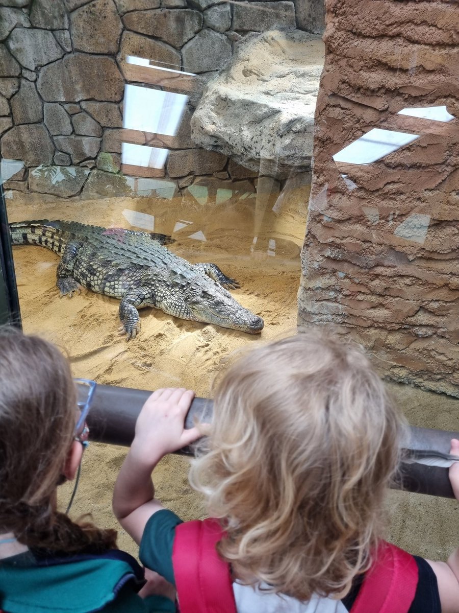 Ñam ñam... ¡Qué boca más grande tiene Kenia! 🐊🐊 <a href="/HbstJuana/">JuanaPThbst</a> <a href="/Patricia_HBST/">Teacher_Patricia</a> <a href="/HBSTORREJON/">Humanitas Torrejón</a>