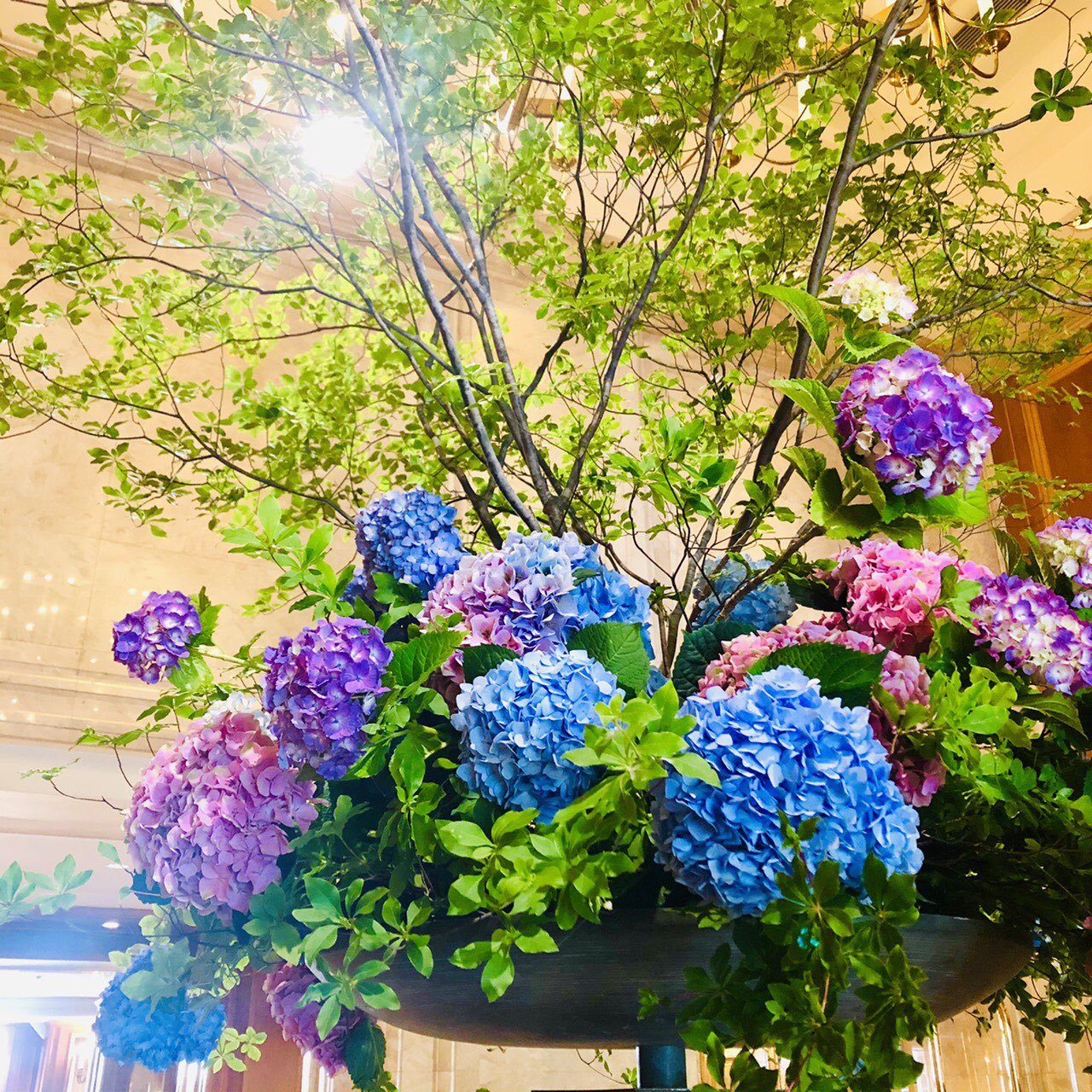 ホテルニューグランド 公式 今月のロビー装花 ホテルニューグランド 横浜 紫陽花 開港記念日 ロビー装花 アジサイ 6月 あじさい フラワー 今月 これからも 共に 一家団欒 素敵な花言葉 フラワーアレンジメント ホテルロビー おもてなし