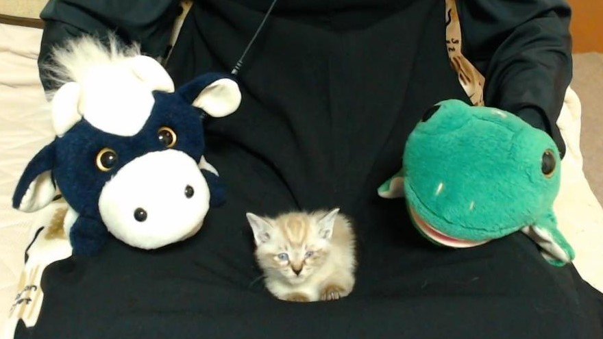 パペットマペットさん宅にやってきた もらい手のいなかった子猫さんとその姿を見守るうしくんカエルくんがみんな可愛くて尊い Togetter