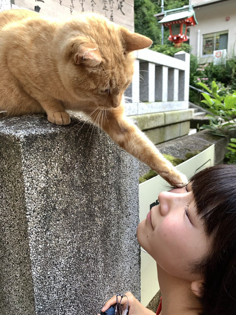 猫パンチ 猫パンチ