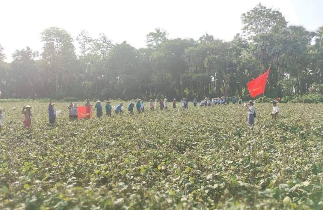 DMyintoo's tweet photo. While gathering beans, farmers from #Wegyi and #Letse villages in #DeoayinTownship demonstrate against the military ruler. #June2Coup #WhatsHappeningInMyanmar https://t.co/zoM1bqsdLE