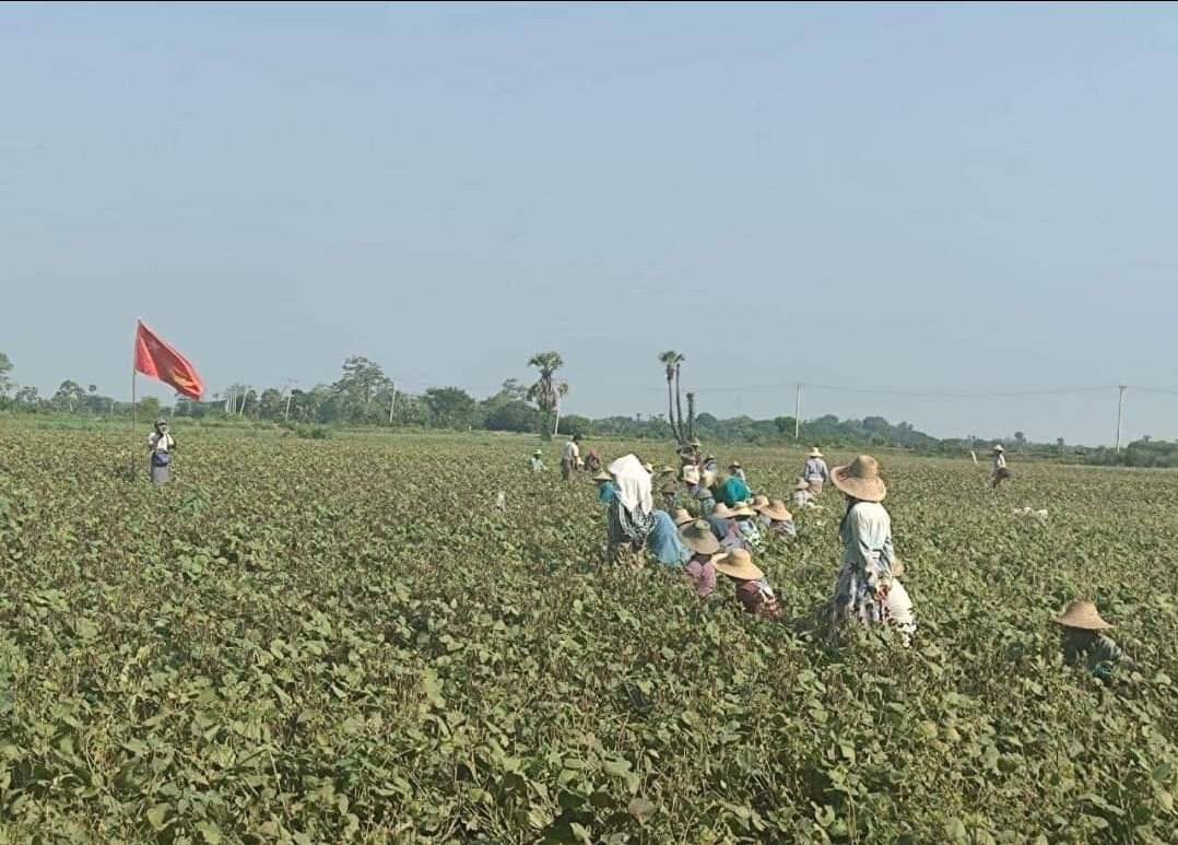 DMyintoo's tweet photo. While gathering beans, farmers from #Wegyi and #Letse villages in #DeoayinTownship demonstrate against the military ruler. #June2Coup #WhatsHappeningInMyanmar https://t.co/zoM1bqsdLE