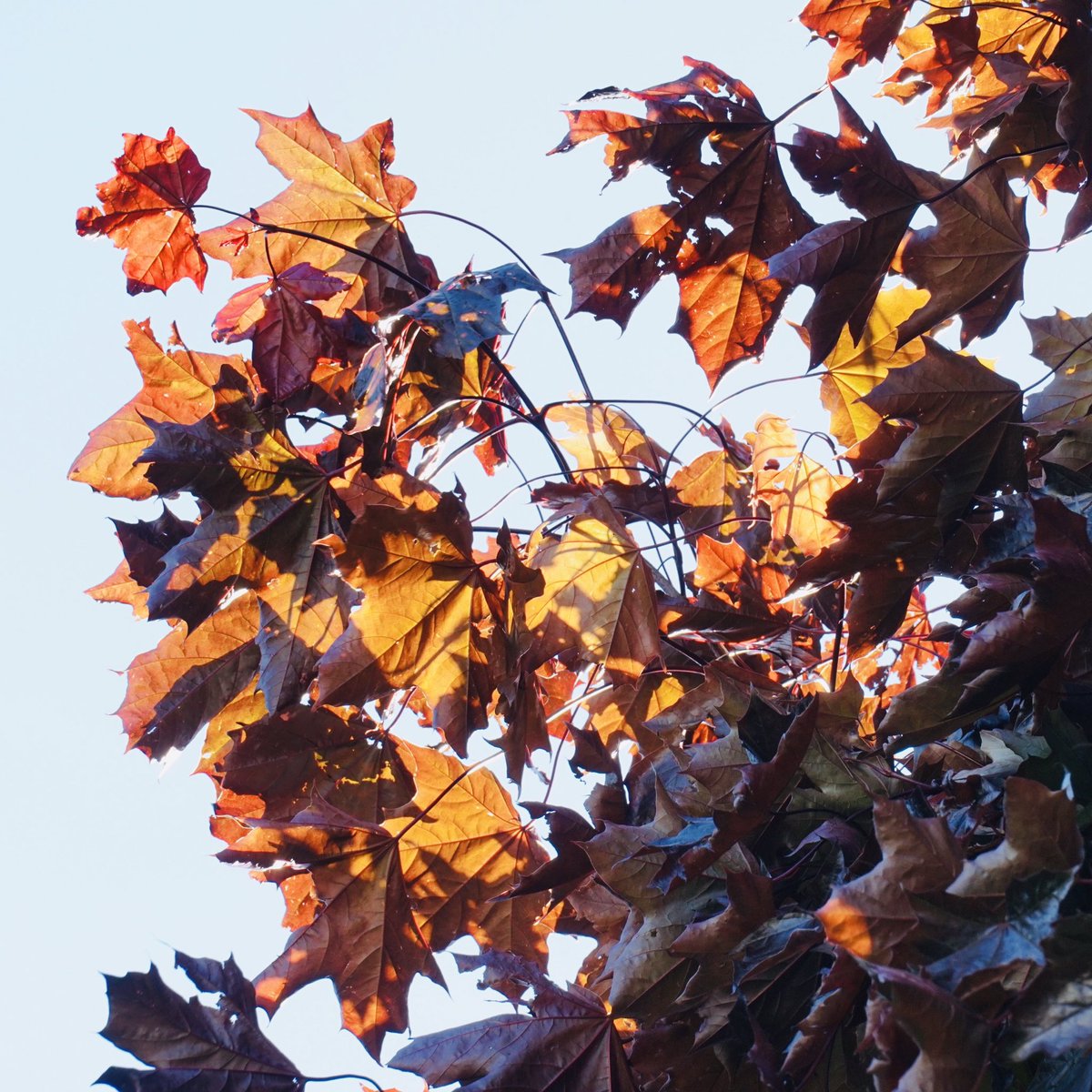 ChanBerenice's tweet photo. Just amazed at how these leaves that are normally a very dark purple-brown colour turn orange when back lit by the sun. A glorious transformation!

#contemplativephotography
#therapeuticphotography
#mindfulphotography
#catholic
#christian
#Jesus
#Leaves
#sun
#transformation https://t.co/Aad7wkr5vX