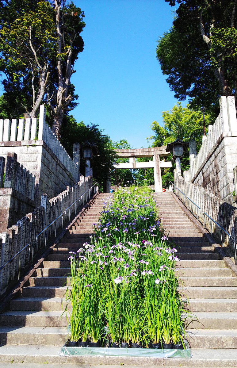 Iris 宮地嶽神社 たくさんの花菖蒲が綺麗だった 好きな花菖蒲の鉢を選んで千五百円で買えるそうです 宮地嶽神社 菖蒲まつり 水無月 ご縁玉