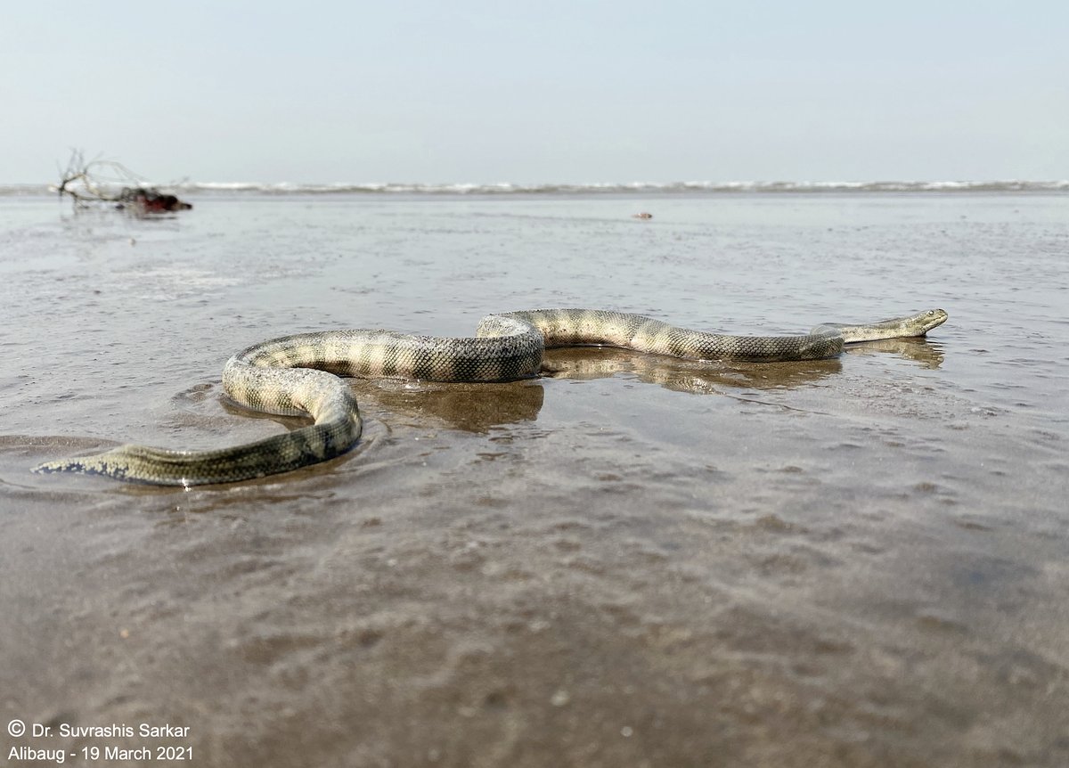 𝗛𝗼𝗼𝗸-𝗻𝗼𝘀𝗲𝗱 𝗦𝗲𝗮 𝗦𝗻𝗮𝗸𝗲 𝘌𝘯𝘩𝘺𝘥𝘳𝘪𝘯𝘢 𝘴𝘤𝘩𝘪𝘴𝘵𝘰𝘴𝘢
Alibaug (19 March 2021)
photographed on my iphone 11
@WorldofWilds #wildlife #wildlifephotography #TwitterNatureCommunity #indianwildlife #seasnake #marinelife #marinelifeofindia #enhydrina #snakesofindia