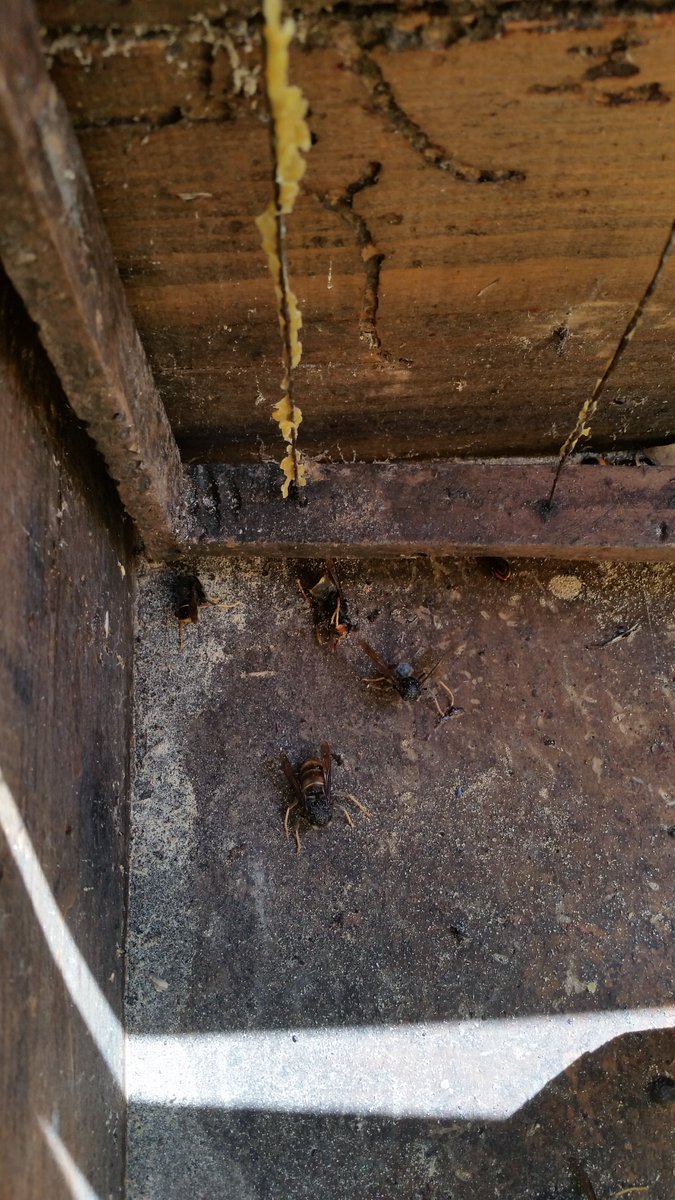 Des de l'entrada de la #Vespavelutina al #BaixMontseny no hem parat de dedicar recursos en la millora del trampeig per ajudar l' #apicultor . A determinar la proteïna que necessita una larva. Tractaments més ecològics, o demostrar la competència intraespecífica entre reines 👇👇