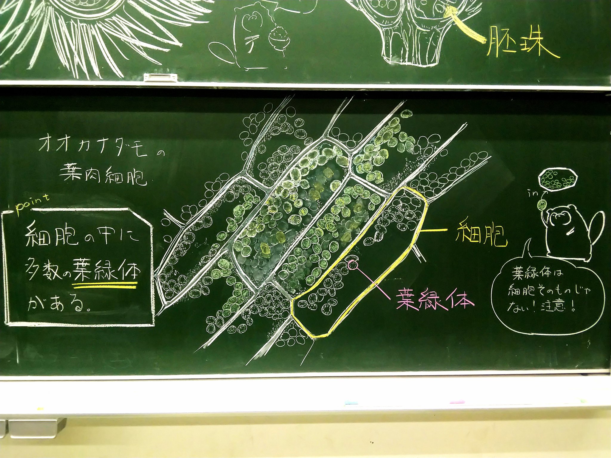 理科教師とらふずく すぐ調子に乗るので今日はこんなもの描いて遊んでいました オオカナダモの細胞 明日はオオカナダモの顕微鏡観察をやります 質問があったので答えておくと これはずっと黒板に描きっぱなしです 5クラス持っているので ５回分授業で