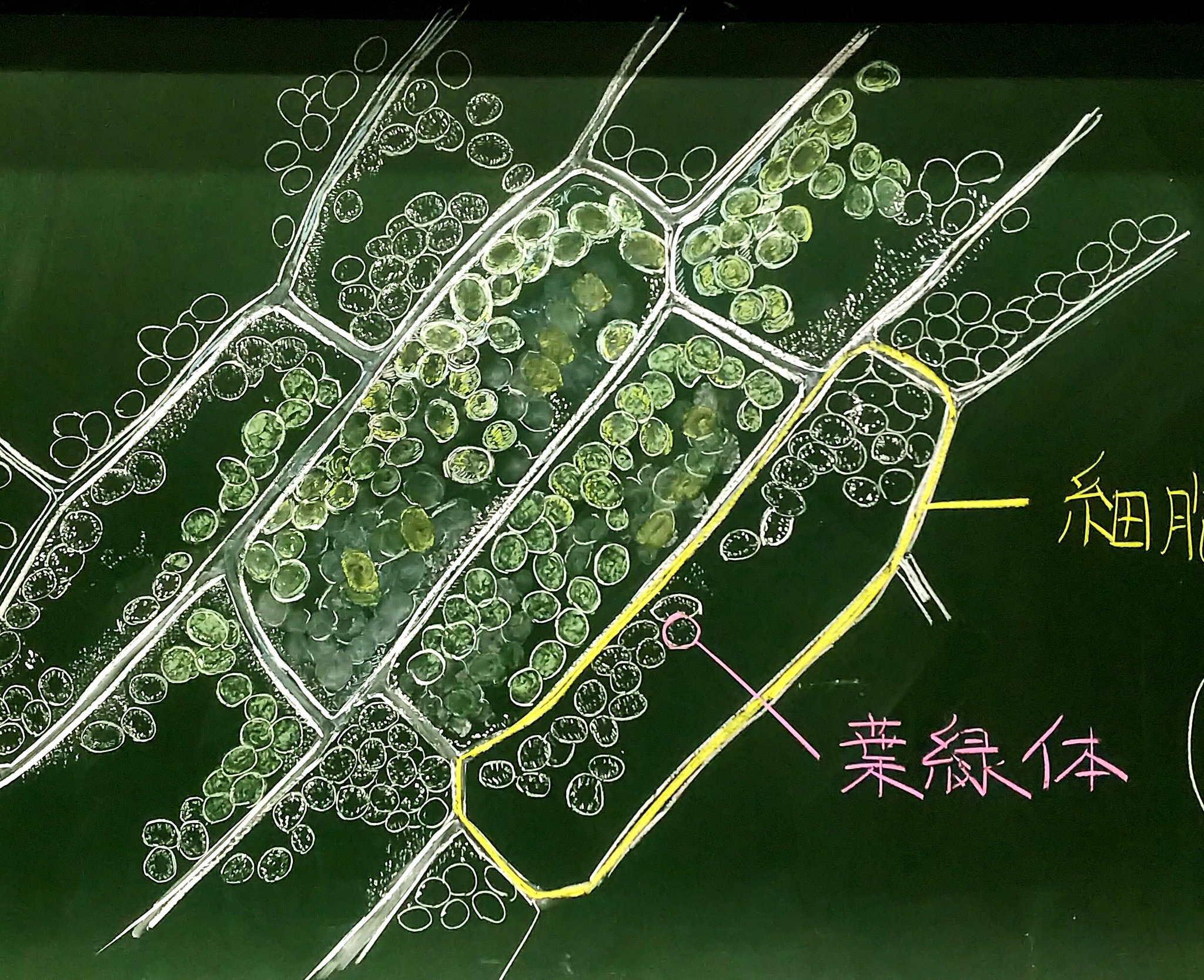 理科教師とらふずく すぐ調子に乗るので今日はこんなもの描いて遊んでいました オオカナダモの細胞 明日はオオカナダモの顕微鏡観察をやります 質問があったので答えておくと これはずっと黒板に描きっぱなしです 5クラス持っているので ５回分授業で