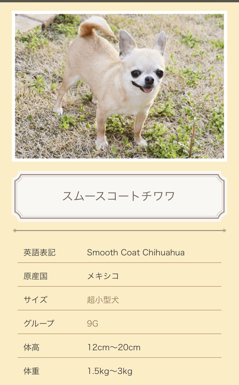 Ishisu イシス 答え合わせ スムースコートチワワは陽気で好奇心が強く また勇敢な性格のため一見ヤンチャに見えますが 内心は怖がっているという面もあります 家族と他人をはっきりと区別して接する 保守的な性格です そのため 侵入者や