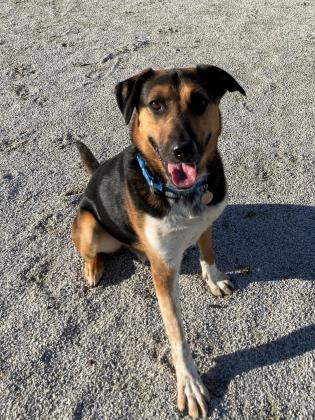 This hunky dude is Shadow! Find out how fantastic he is, in "Clover's Corner Adoption Gallery" >>> 925xtu.com/2020/04/07/clo…
#adoptdontshop <a href="/PSPCA/">Pennsylvania SPCA</a>