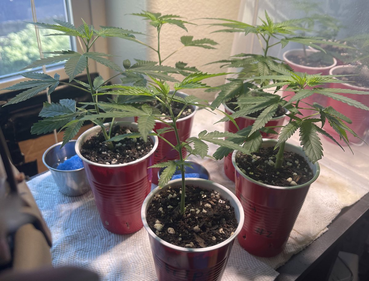 HerbToking's tweet image. Money Trees💰🌲 // Clone Wars🌱🌿

Cuts from all my @irvineseeds ladies

These are the money clones😏

#zebrastripe #vanillagelato #perfectcircle #gorillaglue x #sourdiesel 

🌱🦓💈🍦🍨⭕️🔄🦍⛽️🌿