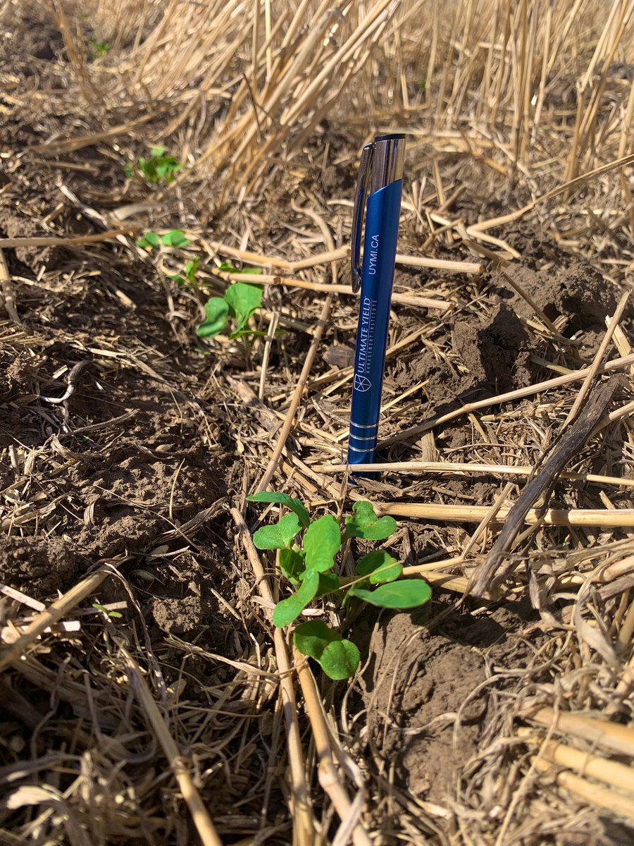 Rkells_19's tweet photo. Beautiful day to be out scouting canola. @Beets73 @ultimateyield #UYMI #shouldnthaveworeblack🤦🏼‍♂️ https://t.co/17mAfykk0G
