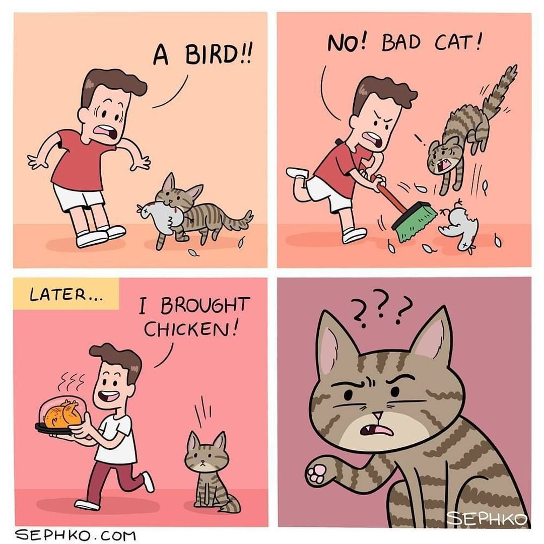 Meowed tweet media