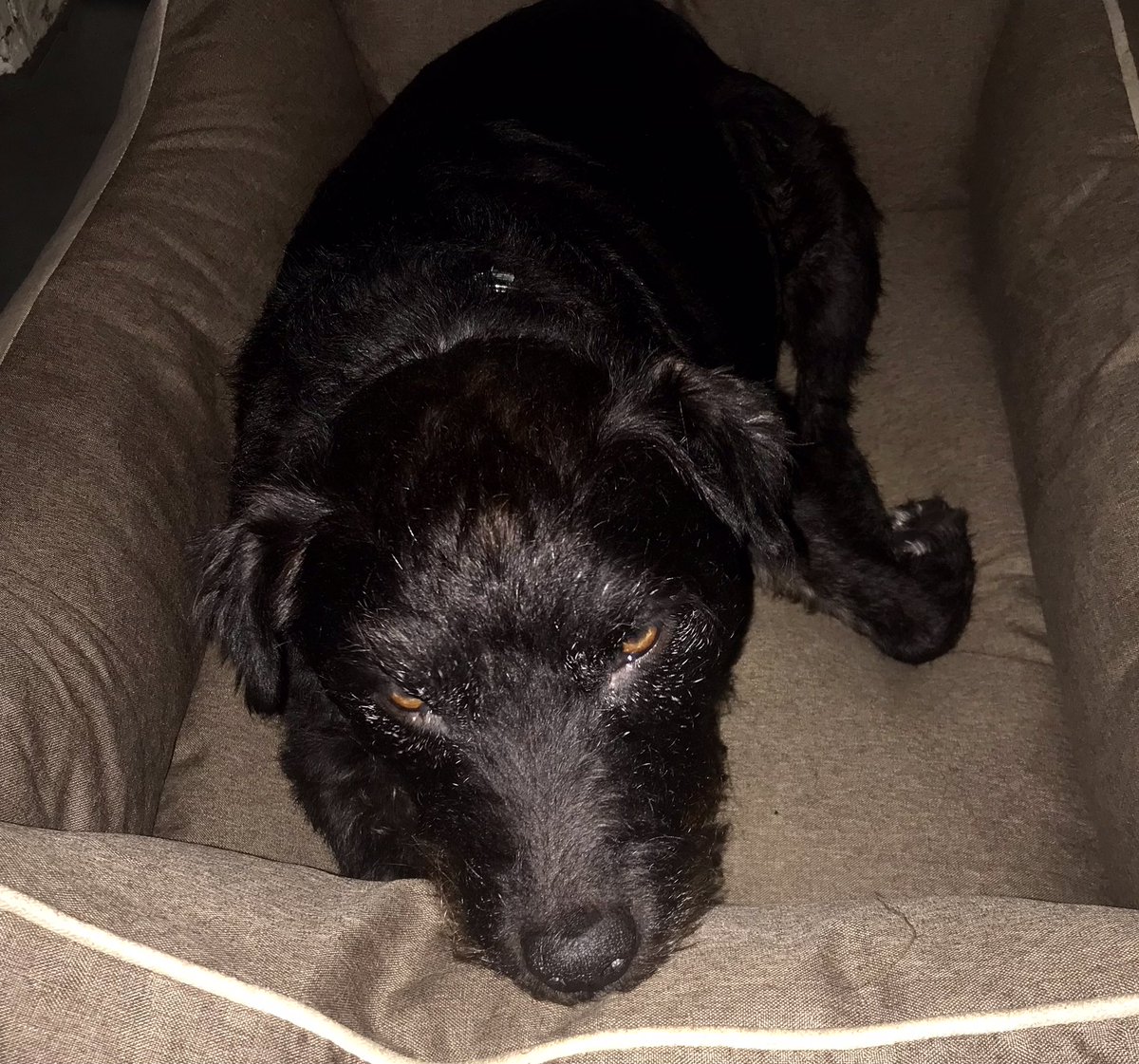 Baxter_Boo_'s tweet image. Meh