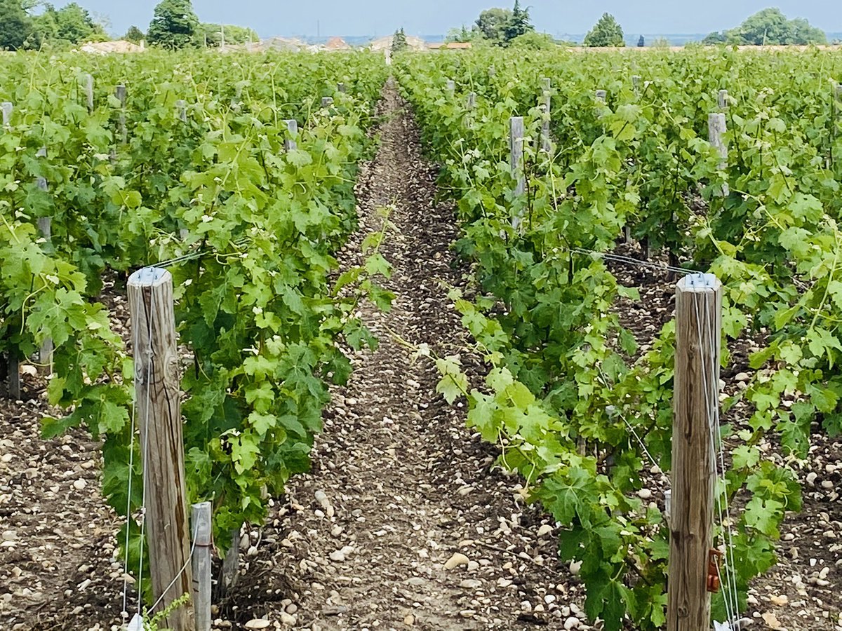 2021 Pichon Comtesse - Flowering in progress #pichoncomtesse #pichonlalande #flower