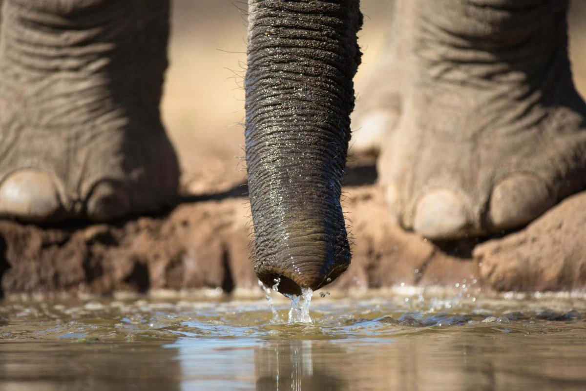 Elephant trunks suck up water at speeds of 540 kilometres per hour bit.ly/2SSaHtr