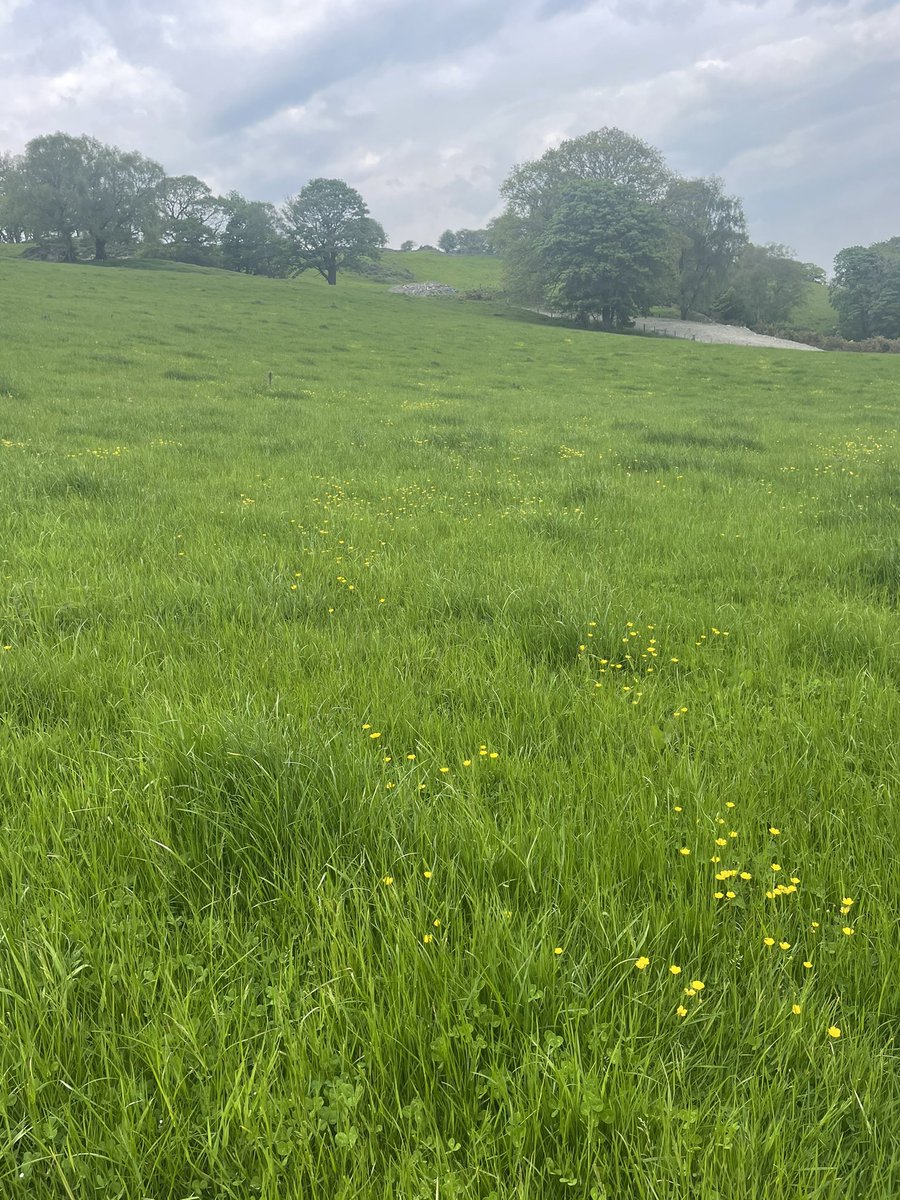 DafyddJonesBSc's tweet photo. AFC of grazing platform up to 2333kgDM with a growth of 82kgDM/day over the last 16 days! Time to ramp up the stocking rate to 1750kgLW/Ha by closing further paddocks off for silage. Calves starting to get weaned off and turned out to grass. #measuretomanage #agrinet #jenquip https://t.co/XYETd6IKWp