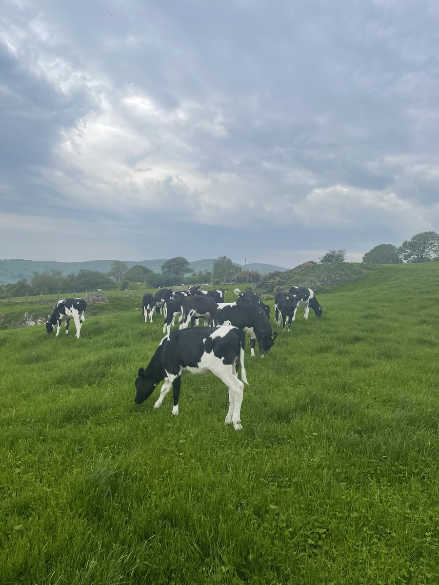 DafyddJonesBSc's tweet photo. AFC of grazing platform up to 2333kgDM with a growth of 82kgDM/day over the last 16 days! Time to ramp up the stocking rate to 1750kgLW/Ha by closing further paddocks off for silage. Calves starting to get weaned off and turned out to grass. #measuretomanage #agrinet #jenquip https://t.co/XYETd6IKWp