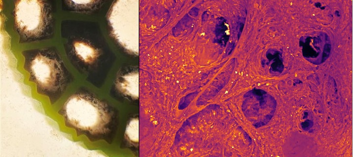Did you know that biofilms are extremely important to treat wastewater? 
<a href="/ukbiofilms/">National Biofilms Innovation Centre (NBIC)</a>. Plastic media is used in #MBBR processes for biofilm development. Have a peak into the spooky yet mesmerizing structure of the biofilm at close too! #BiofilmsInTheLab #BiofilmAware