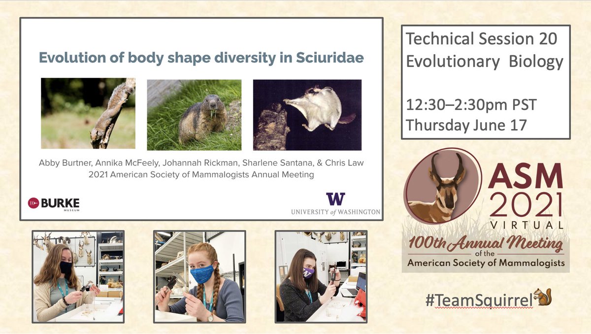 Chris Law (@chris_j_law) on Twitter photo Thrilled that #TeamSquirrel uploaded their #ASM2021 talk on squirrel body shape evolution! Come check it out on June 17! @MammalMeetings <a href="/burkemuseum/">Burke Museum of Natural History and Culture</a> <a href="/UWBiology/">UW Biology</a> Thrilled that #TeamSquirrel uploaded their #ASM2021 talk on squirrel body shape evolution! Come check it out on June 17! @MammalMeetings <a href="/burkemuseum/">Burke Museum of Natural History and Culture</a> <a href="/UWBiology/">UW Biology</a>