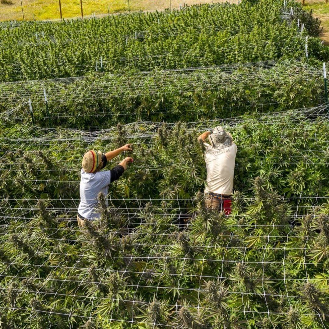 spliffseeds's tweet photo. Working in the garden...🌞
📸 @rogueriverfamilyfarms_llc https://t.co/FXf2Rxaszv