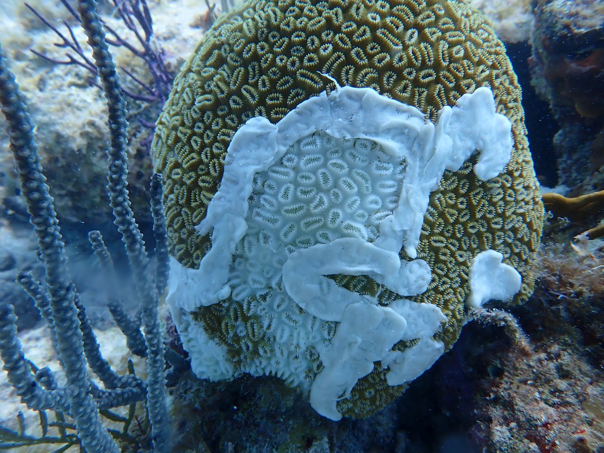 DryTortugasNPS's tweet photo. Sad news to report on corals today - Stony Coral Tissue Loss Disease—an infectious, water-borne disease that impacts hard coral species and damages entire reefs—has been found on corals in Dry Tortugas National Park. 

NPS Photos https://t.co/duJEuIVLUW