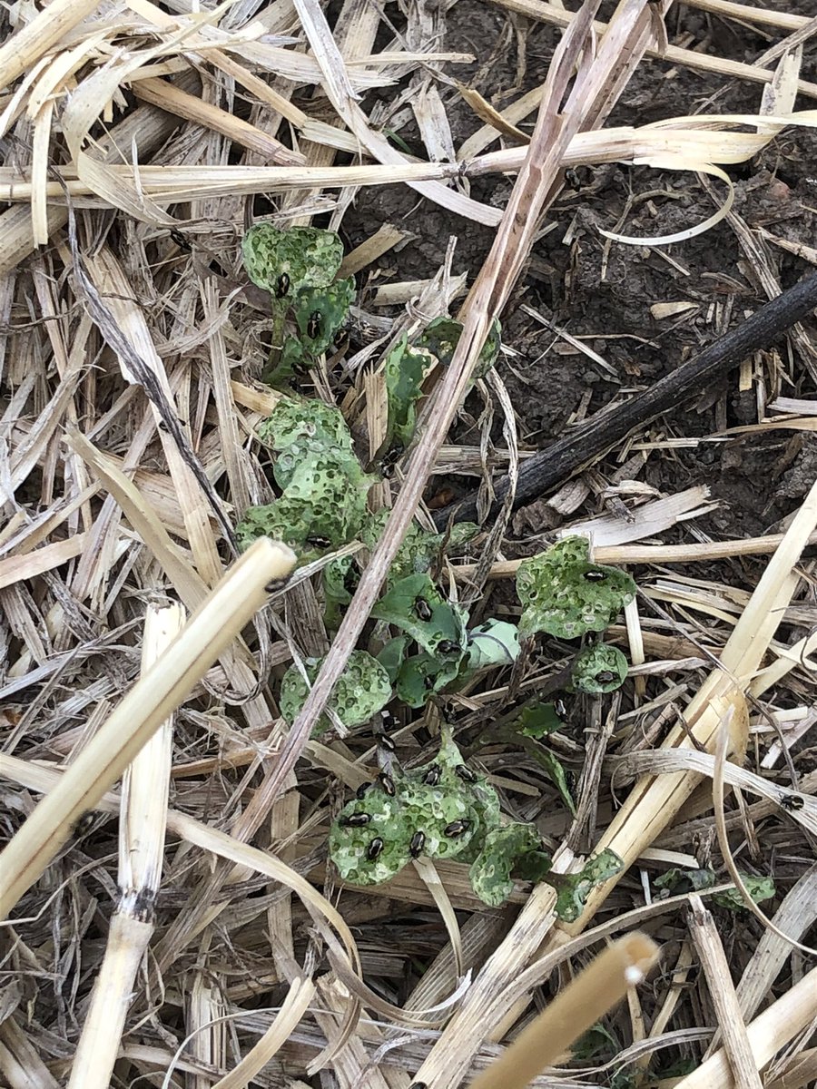 I wonder if I should spray... Check your fields, these little bastards are hungry