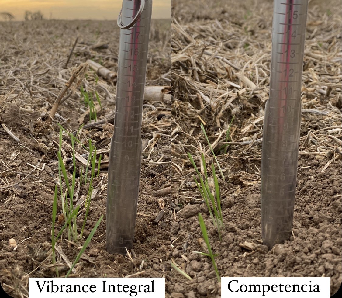 MagaliSuppo's tweet photo. Comenzar así no tiene precio ! Uniformidad y efecto vigor a simple vista !!!! Tío Pujio, Córdoba. #VibranceIntegral #Seedcare @Syngenta_ar https://t.co/nMwVGO3ayP
