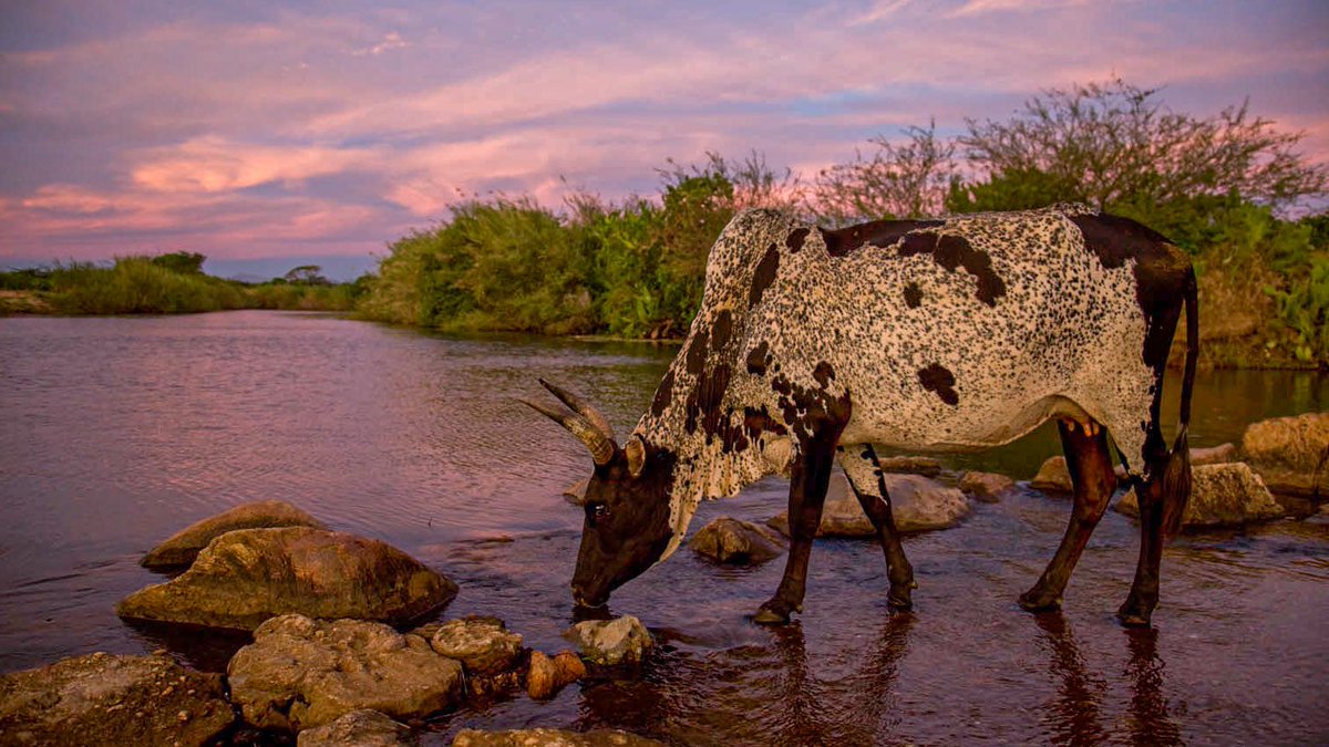 SEEDMadagascar's tweet photo. Do you know what physiological function Zebu’s humps have?

#science #sciencequestion #academicchatter #zebu https://t.co/Hk1pOhUf6u