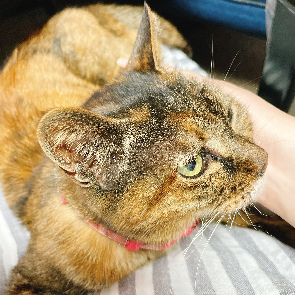 kinacokin's tweet photo. ちょっとなでてんかー🐱🐱 https://t.co/hHNel5PofG