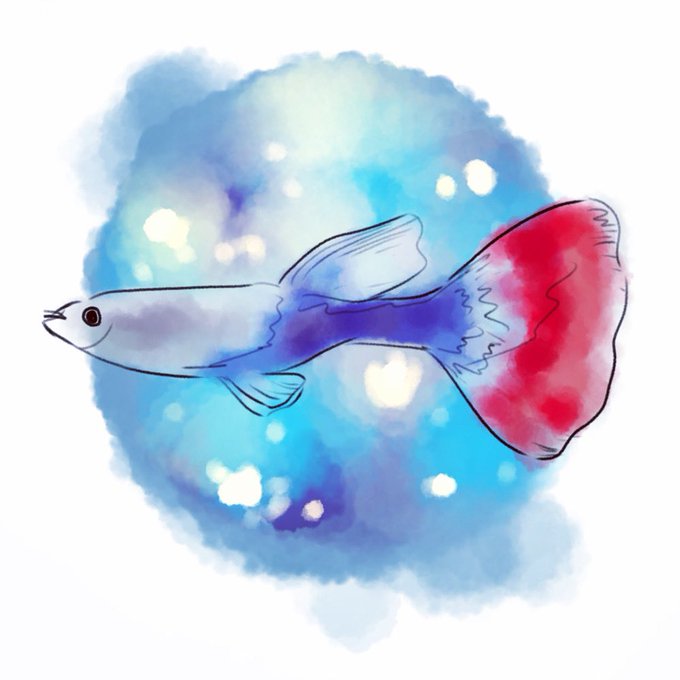 グッピーのtwitterイラスト検索結果 グッピーのtwitterイラスト検索結果