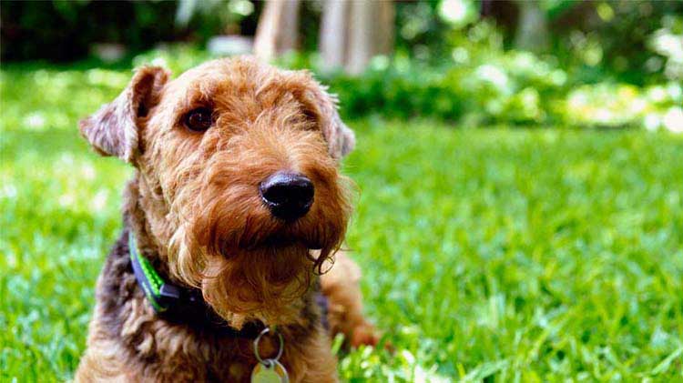 DMJInsurance's tweet image. It's not the breed, it's the dog bite. While a majority of interactions with dogs don't result in injury, most dog bites could be prevented with these risk-reducing tips: st8.fm/2RtuRtL. #GoodNeighbor #DogBitePreventionWeek