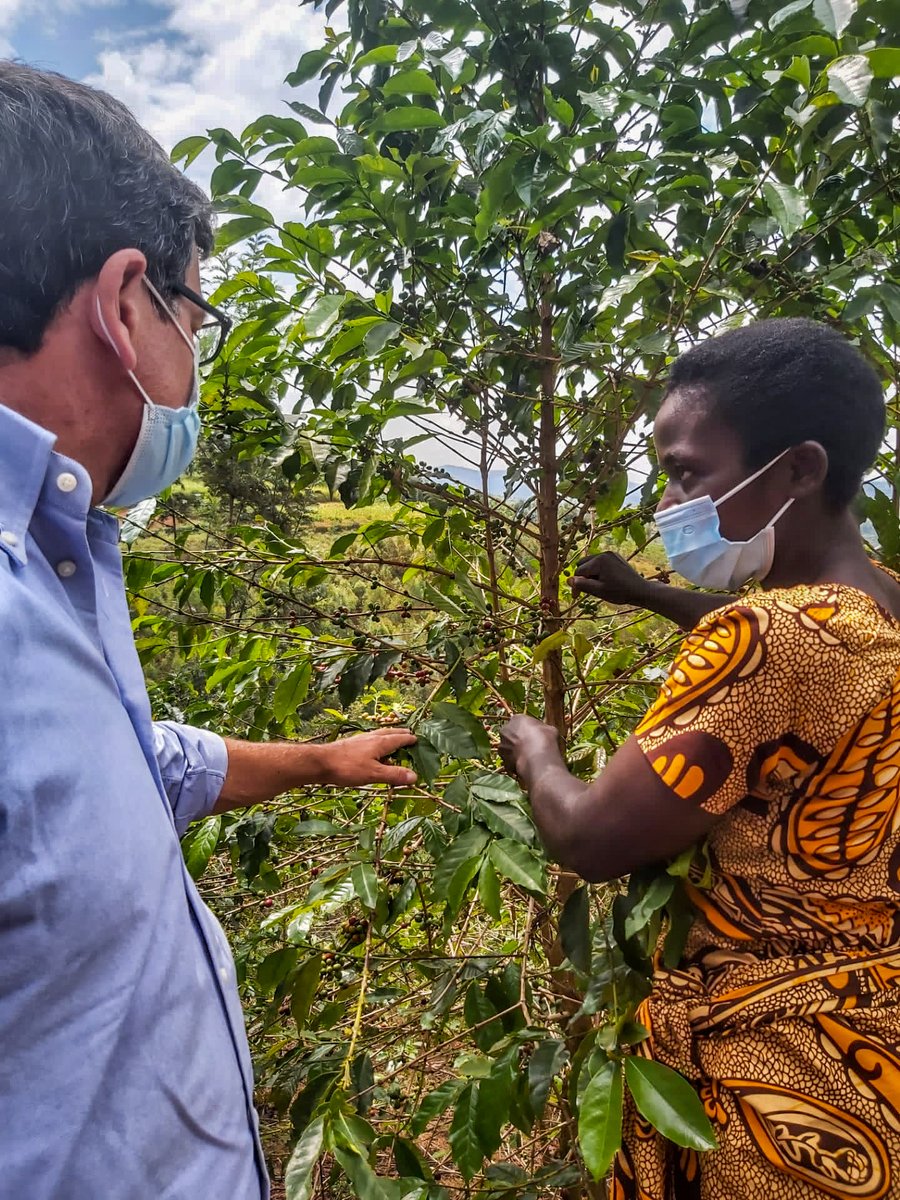 EUinRW's tweet photo. 🇪🇺Amb.@nicolabellomo visited the ☕Coffee project funded by the 🇪🇺EU and implemented by ICU in 🇷🇼Nyaruguru District. The project will increase📈 coffee productivity by 40% in 4 years, increase farmers’ income by 10% and provide the coffee washing stations with new technologies✅ https://t.co/ZoaXReJFHo