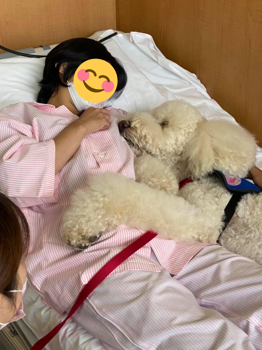 あめちゃん 聖マリアンナ医大病院の勤務犬ことセラピードッグのモリス めちゃめちゃお利口さんで涙が出そうになる わたしも癒されたい