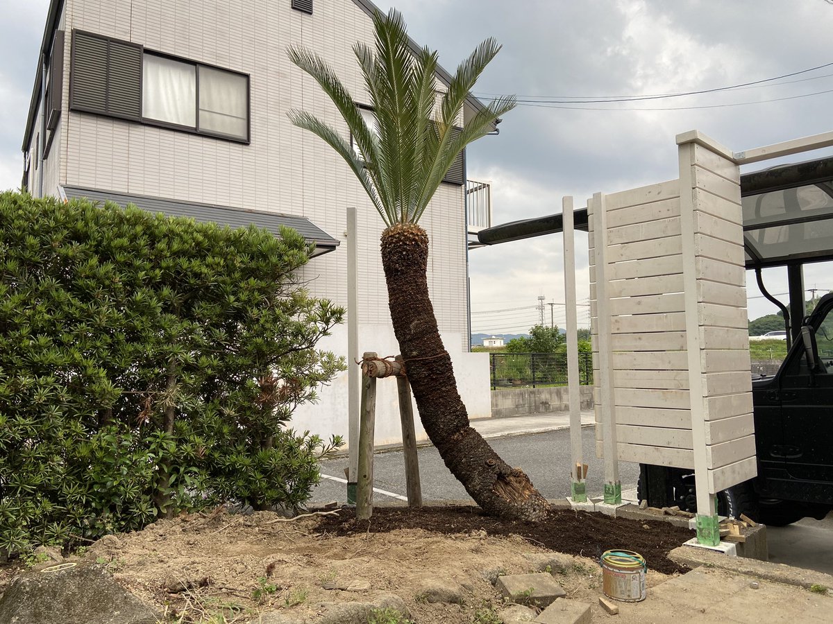 aodonkey's tweet image. 吊りっぱなしだったのを支柱立てて固定。

#ソテツ
#ロックガーデン
#ウッドフェンス
#DIY