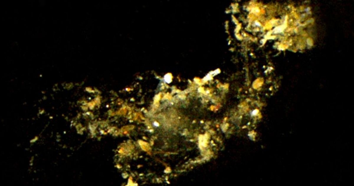 ecoMagNews's tweet image. Small &quot;snowflakes&quot; in the sea play a big role, reports scientists @MarineMicrobio @GEOMAR_en 

#Ocean #Biodiversity #EcosystemModelling 

Read more j.mp/3yUyfP1