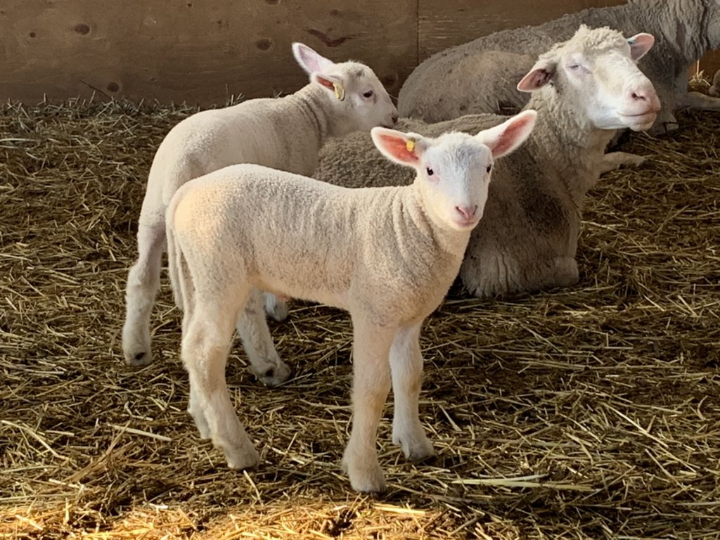 Good morning from the barn 🐑