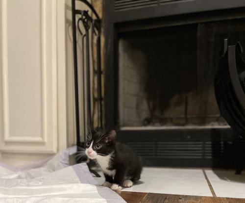 Scott County Humane Society tweet media