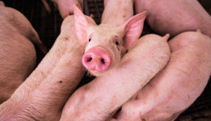 FarmsSwine's tweet image. Hendrix Genetics (@BetterBreeding) wants to pave the way towards a more socially sustainable #swine industry and has already defined certain standards to improve the social aspect of their swine #breeding program: farms.com/news/social-su…

#PorkNews #SocialSustainability #Pigs