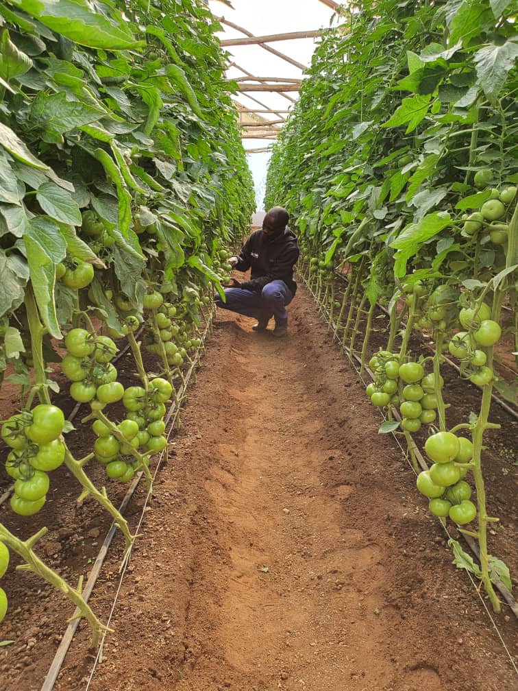 Wonderful Manyonganise (WondertigerAgro) Twitter