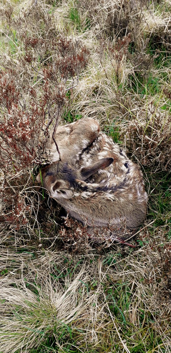 Deer diary: After a late start to calving, the first calf of 2021 is tagged.